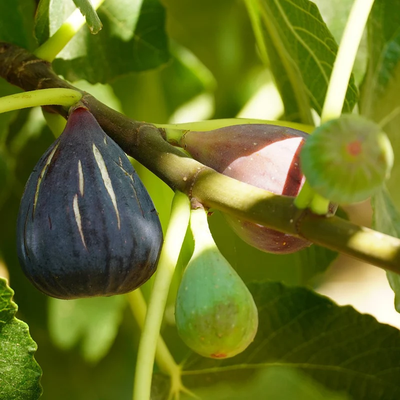 Feige ‘Violette d’Argenteuil’
