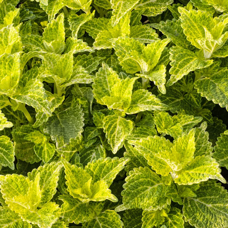 Buntnessel 'Electric Lime'
