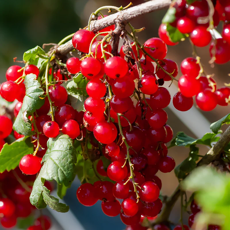 Rote Johannisbeere ‘Junifer’