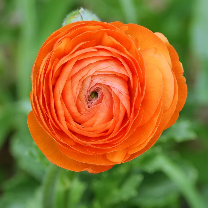 Asiatische Ranunkeln ‘Orange Flame’ (x10)