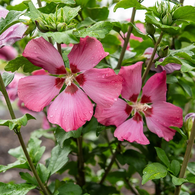 Hibiskus Woodbridge