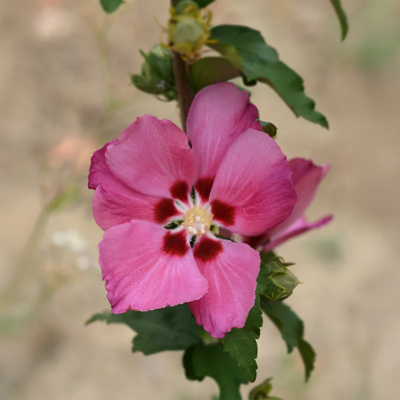 Hibiskus Woodbridge