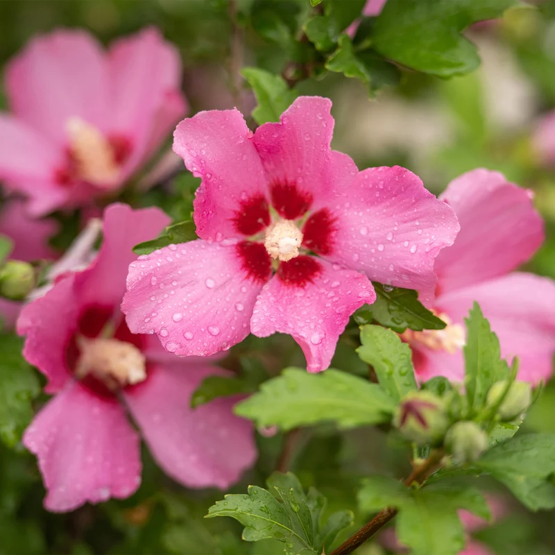 Hibiskus Woodbridge