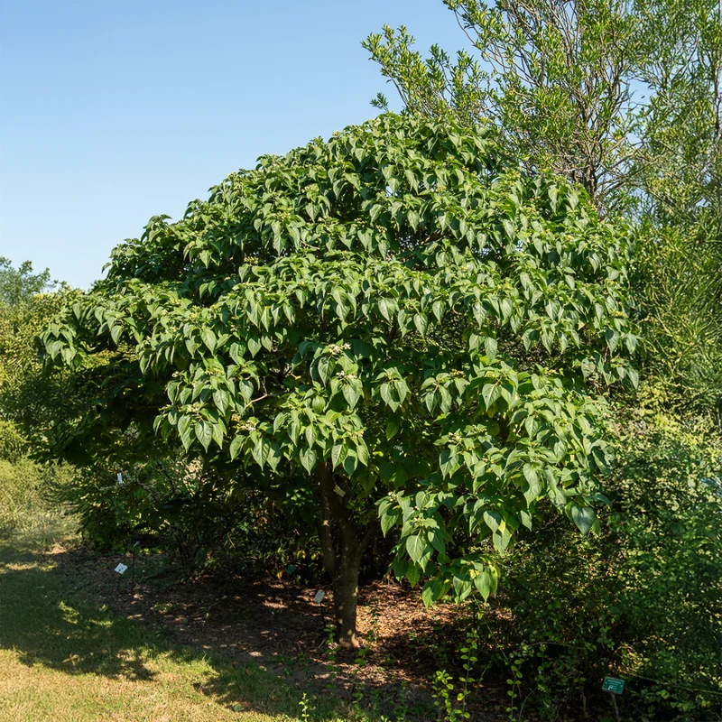 Losbaum (Clerodendrum)