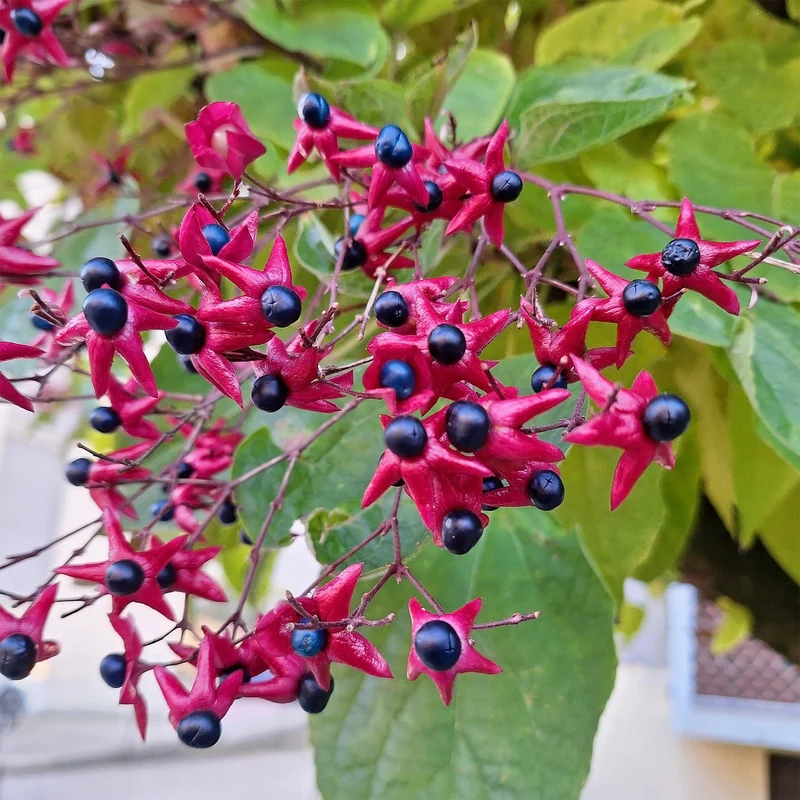 Losbaum (Clerodendrum)