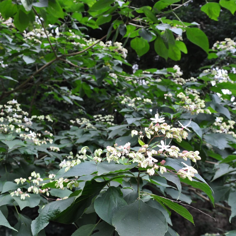 Losbaum (Clerodendrum)