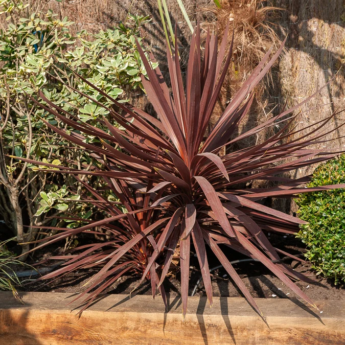 Australische Keulenlilie Burgundy Spire®