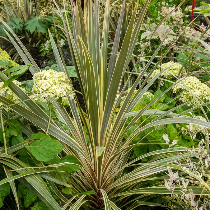 Australische Keulenlilie Torbay Dazzler®
