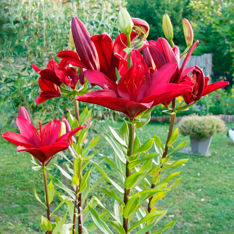 Asiatische Lilien und Blumenmischung