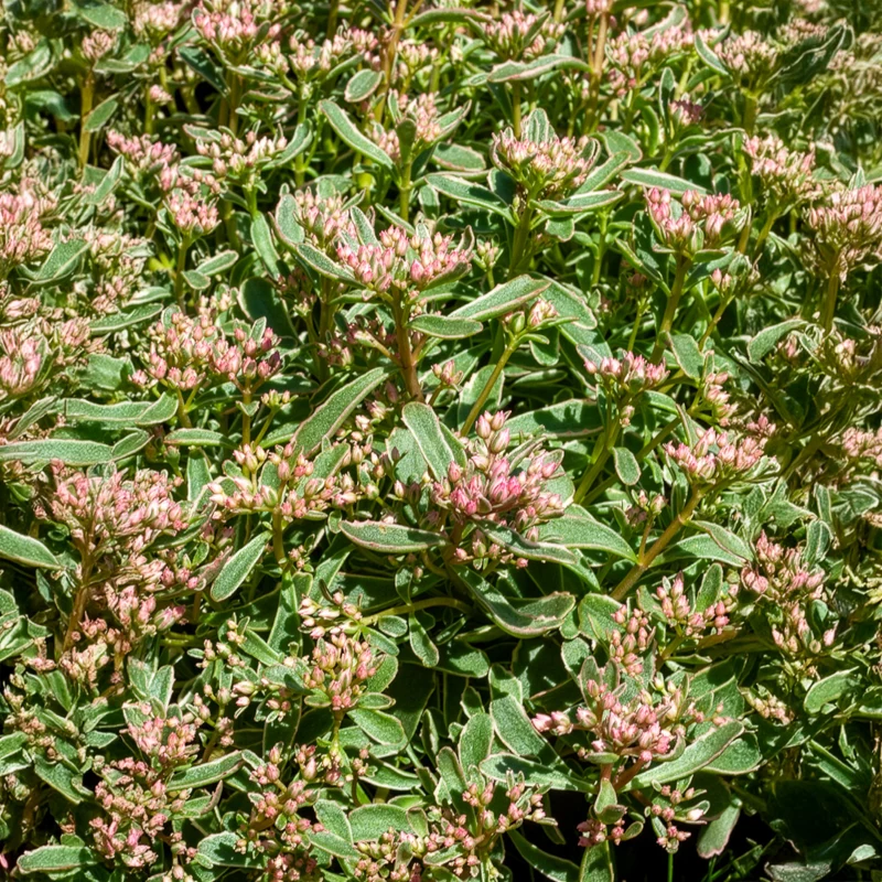 Teppich-Fettblatt Variegatum
