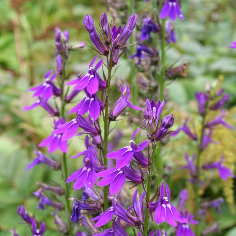 Lobelie Vedrariensis