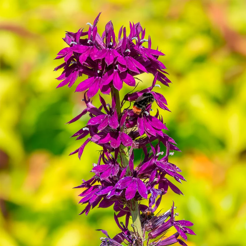 Lobelie Vedrariensis
