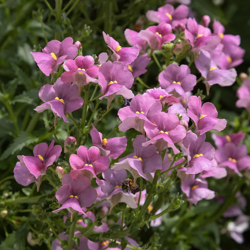 Rosa Elfenspiegel