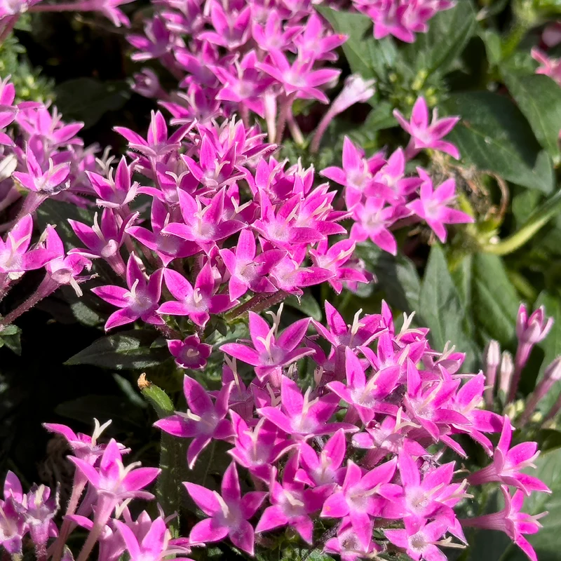 Rosa Pentas - Fünfzahlstrauch