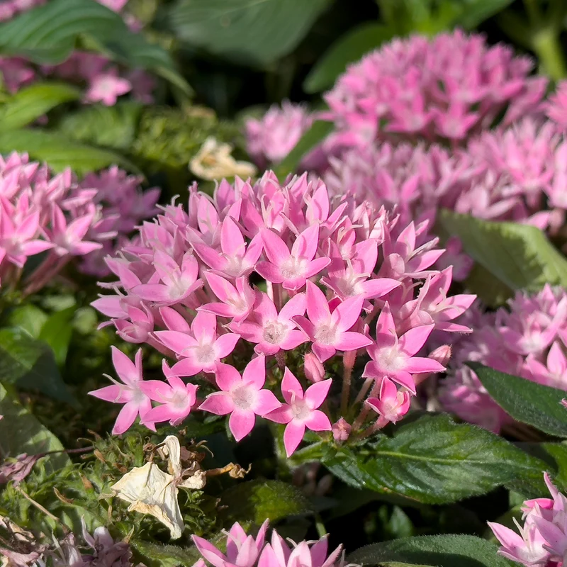 Rosa Pentas - Fünfzahlstrauch