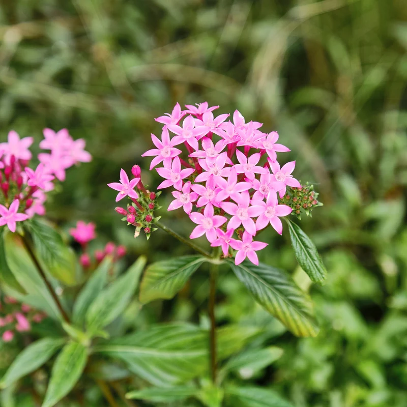 Rosa Pentas - Fünfzahlstrauch