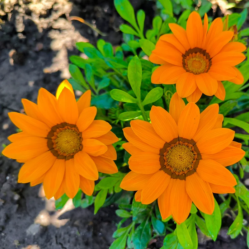 orange Mittagsgold
