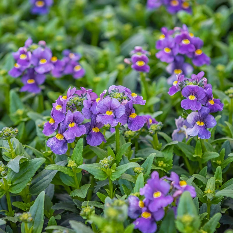 Blaue Elfenspiegel