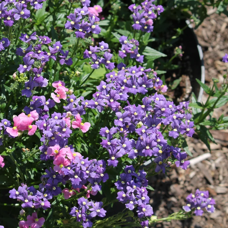Blaue Elfenspiegel