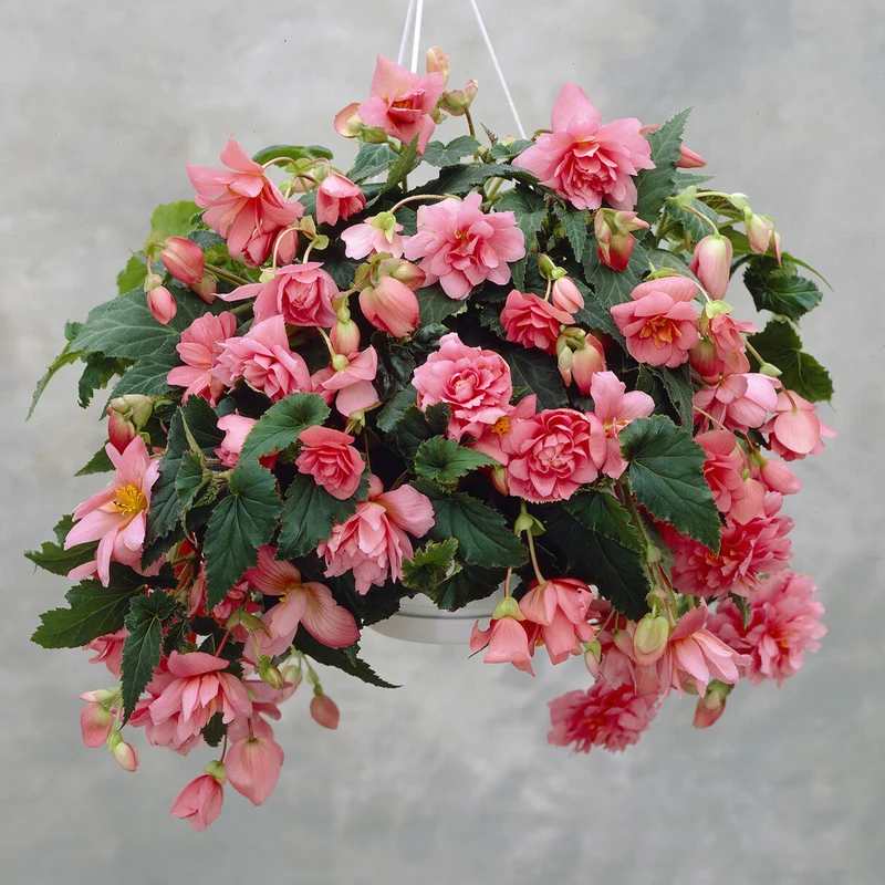 Rosa Hängende Begonie