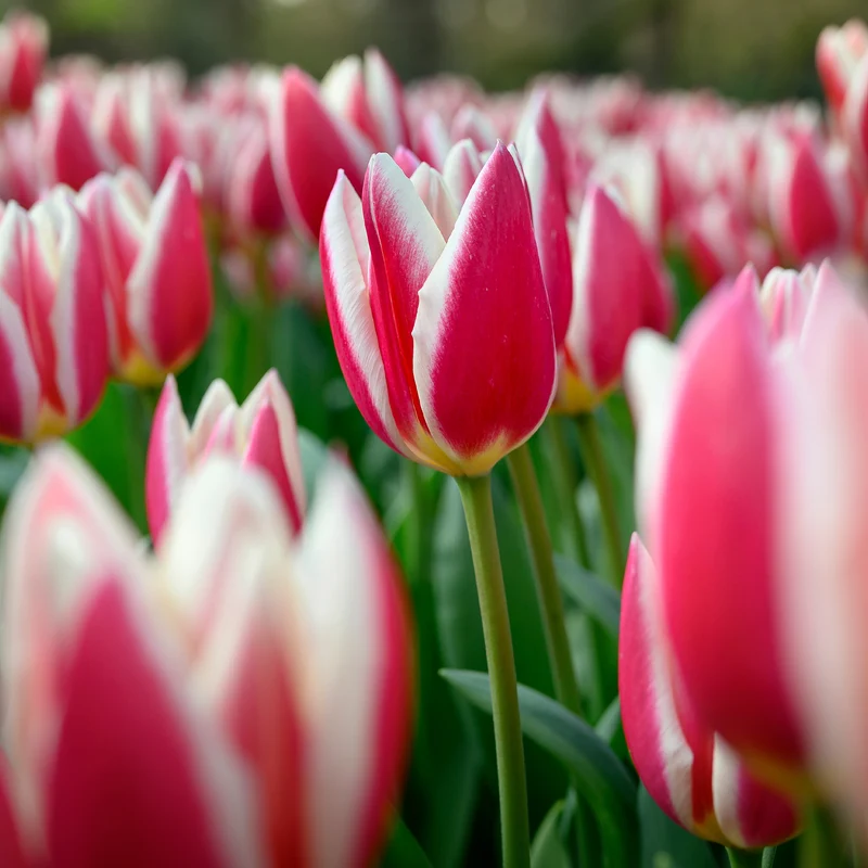 8 Darwin-Tulpen Candy Apple Delight