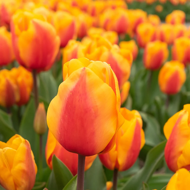 8 Darwin-Tulpen Lalibela Lachs