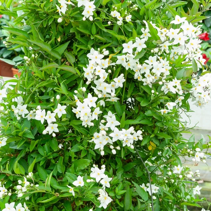 Jasmin-Nachtschatten (Solanum jasminoides)