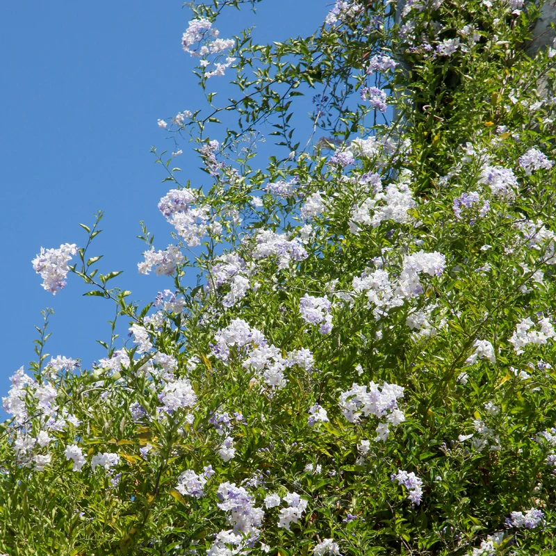 Jasmin-Nachtschatten (Solanum jasminoides)
