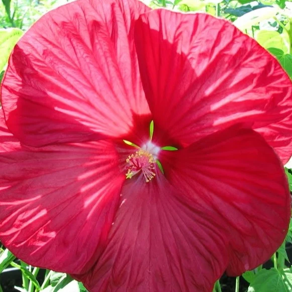 Roseneibisch Luna Red