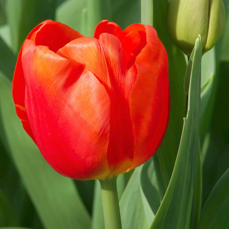 Triumph-Tulpen Cadans (x10)