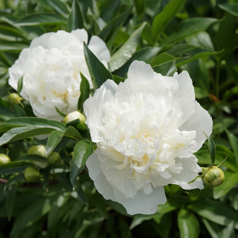 Pfingstrose ‘Duchesse de Nemours’