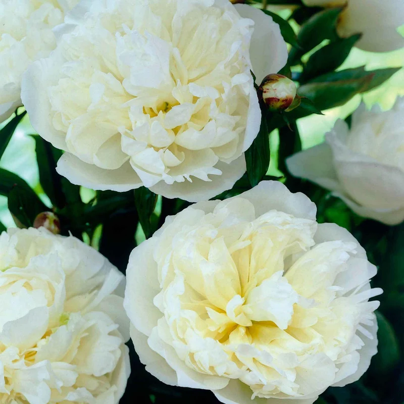 Pfingstrose ‘Duchesse de Nemours’