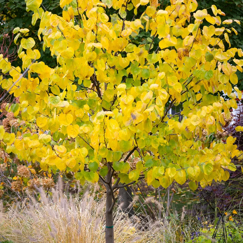 Kanadischer Judasbaum