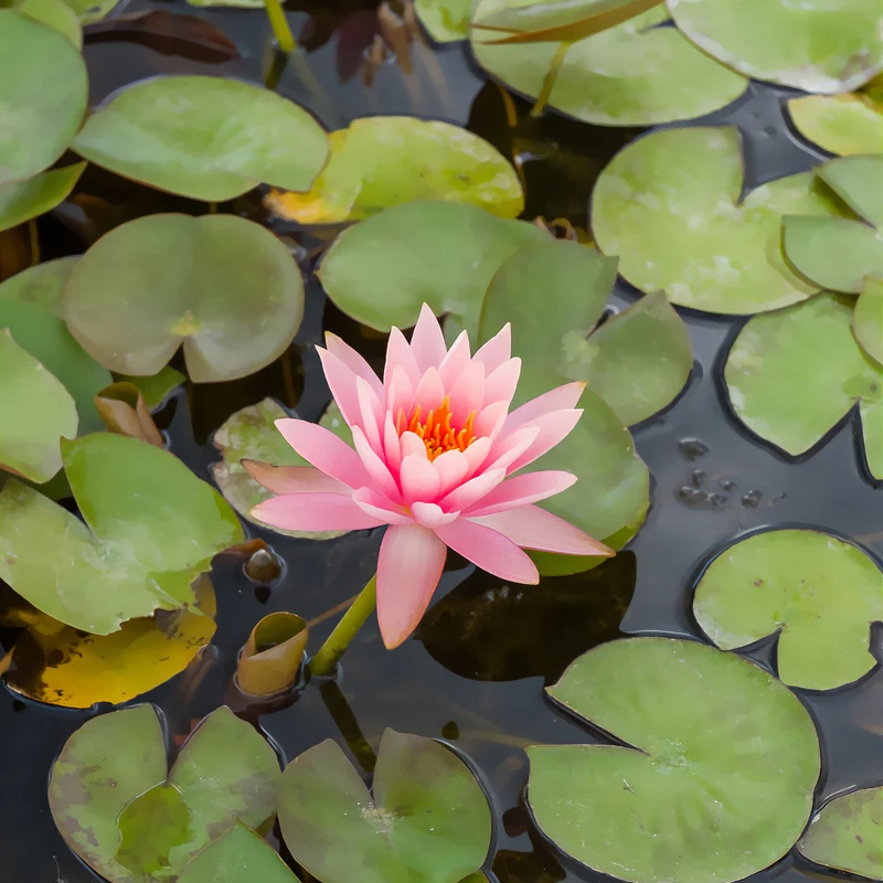 Seerose ‘Colorado’