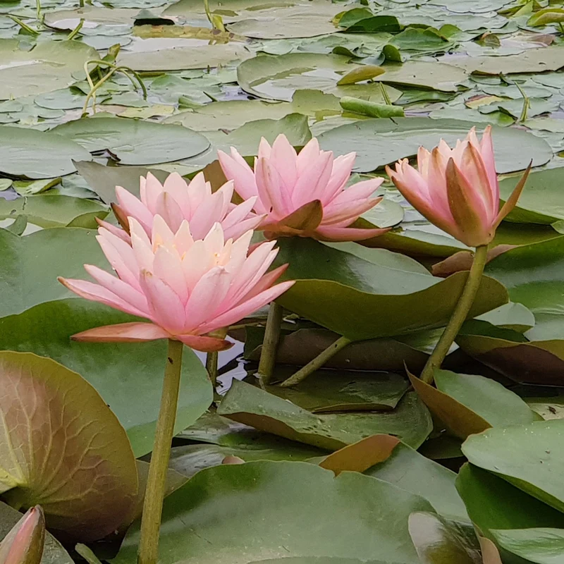 Seerose ‘Colorado’