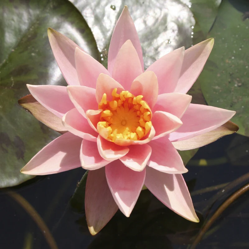 Seerose ‘Colorado’