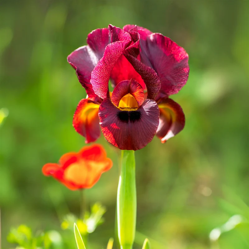 Louisiana-Iris Ann Chowning