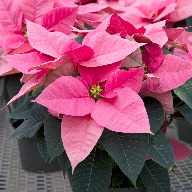 Rosa Poinsettia