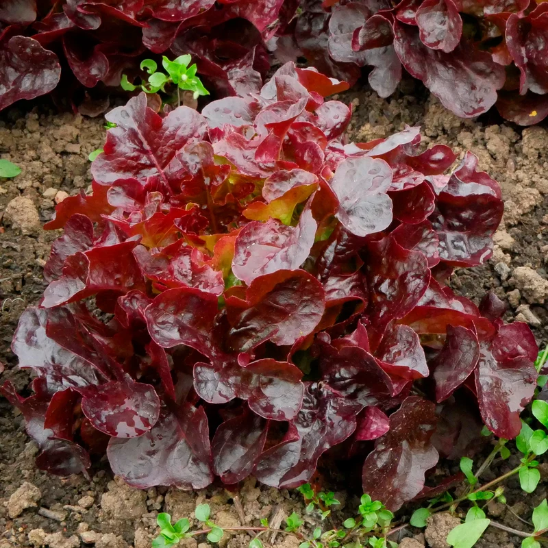 Pflücksalat Bocado