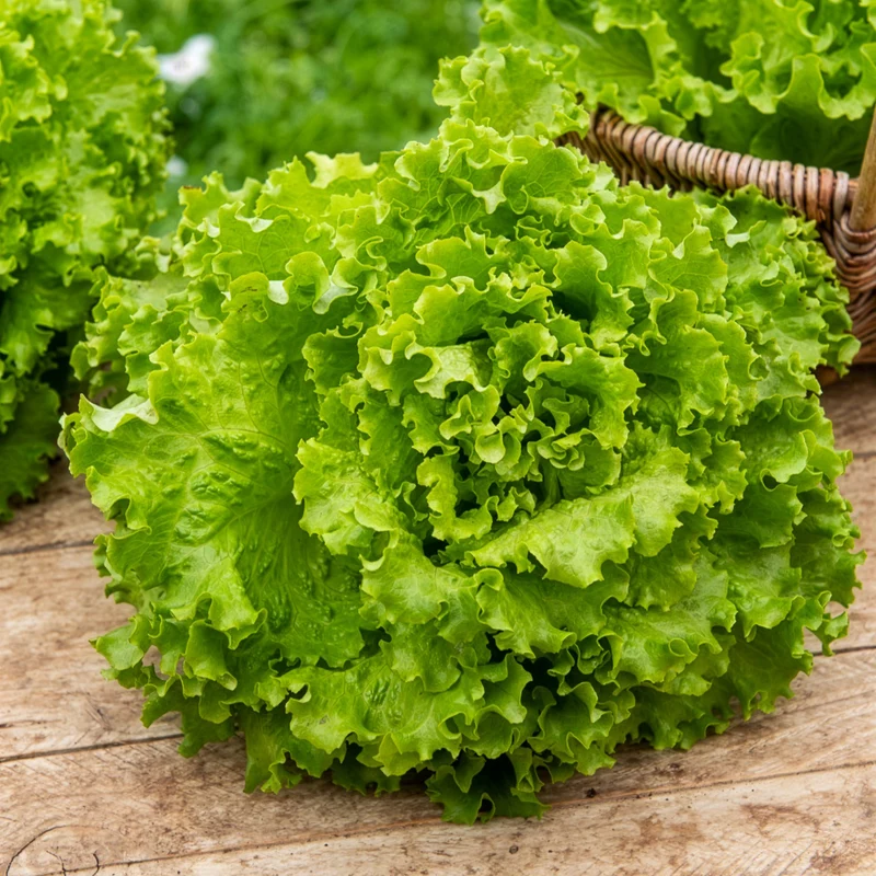 Pflücksalat Florine