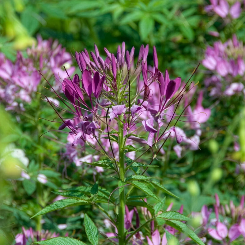 Spinnenblume Violet Queen
