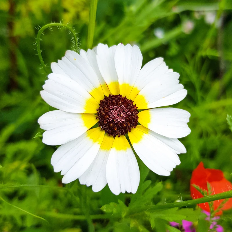 Bunte Margerite Polar Star