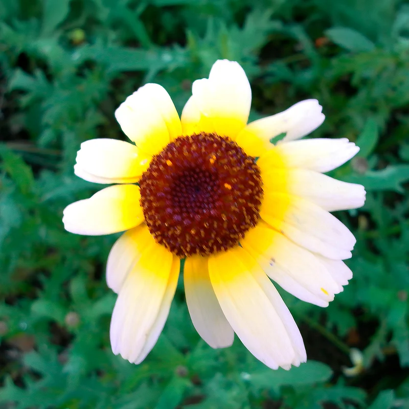 Bunte Margerite Polar Star