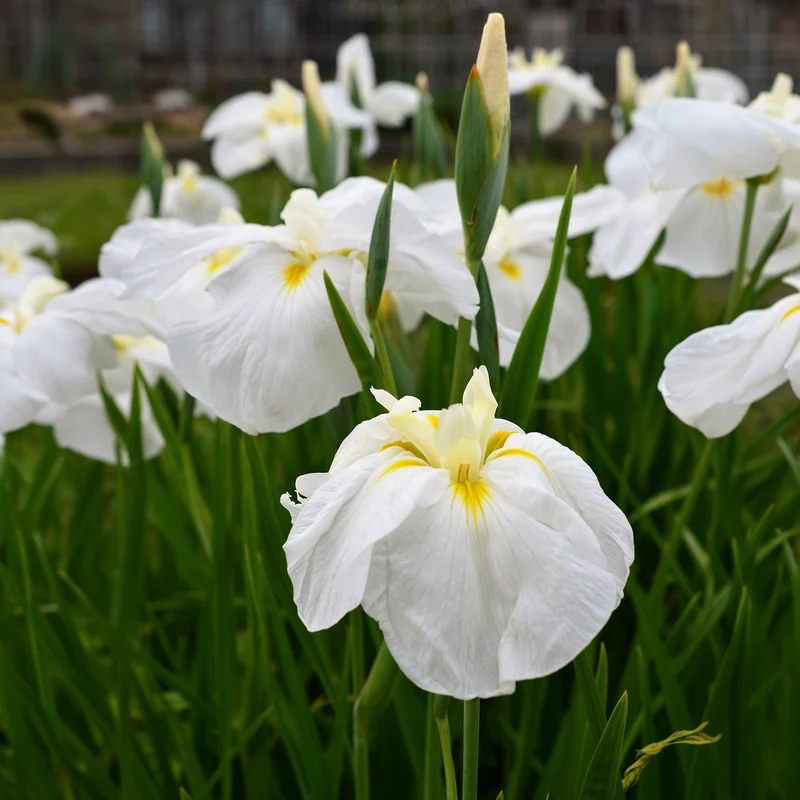 Japanische Sumpf-Schwertlilie White Ladies