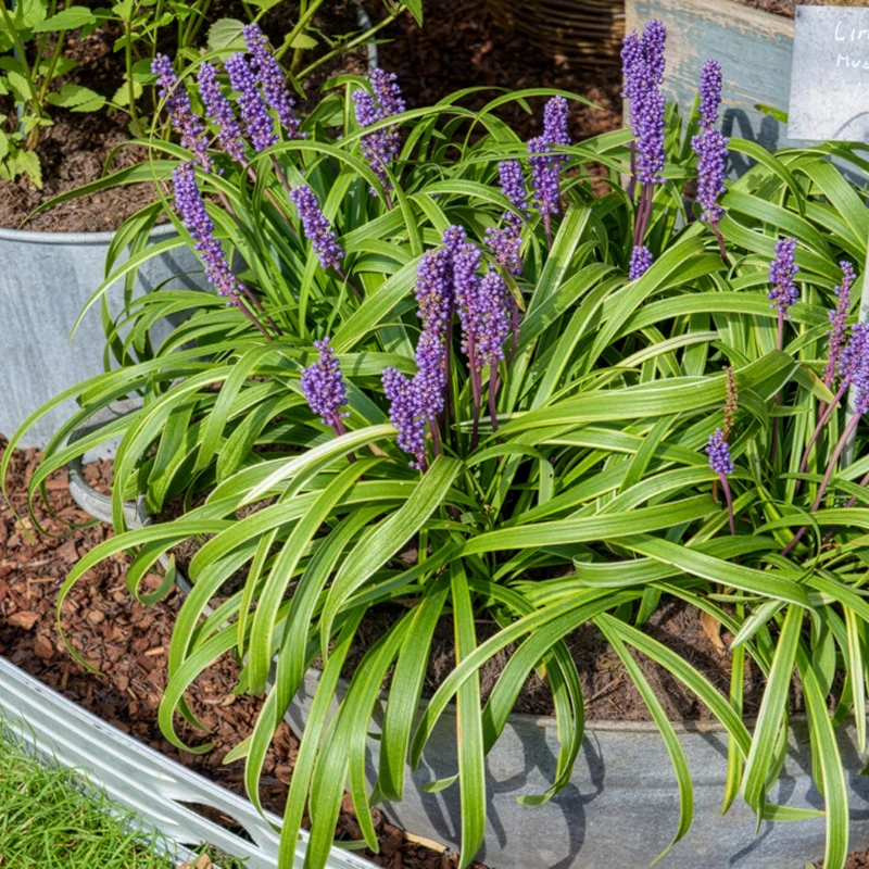 Liliengras Gold Banded