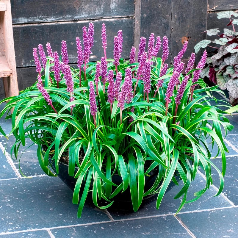 Liliengras Gold Banded