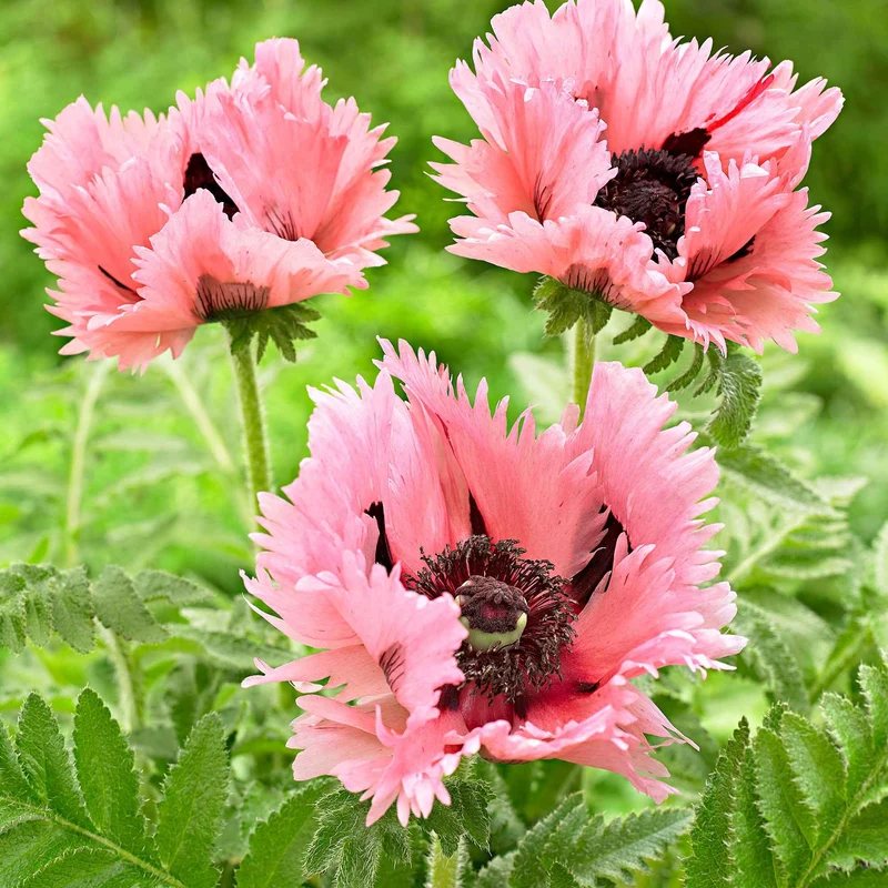 Orientalischer Mohn 'Pink Perfection' (x2)
