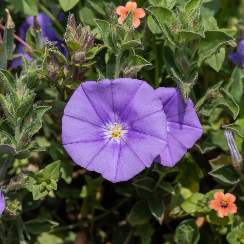 Mauretanische Winde ‘Compacta’