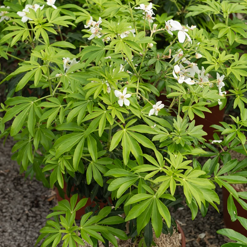 Mexikanische Orangenblume 'Greenfingers'®