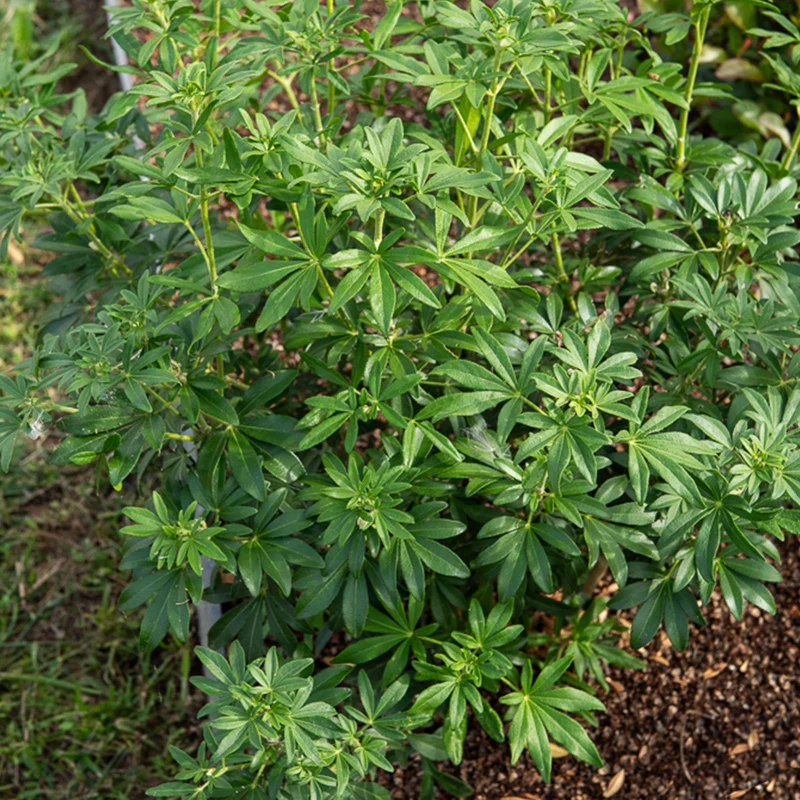 Mexikanische Orangenblume 'Greenfingers'®